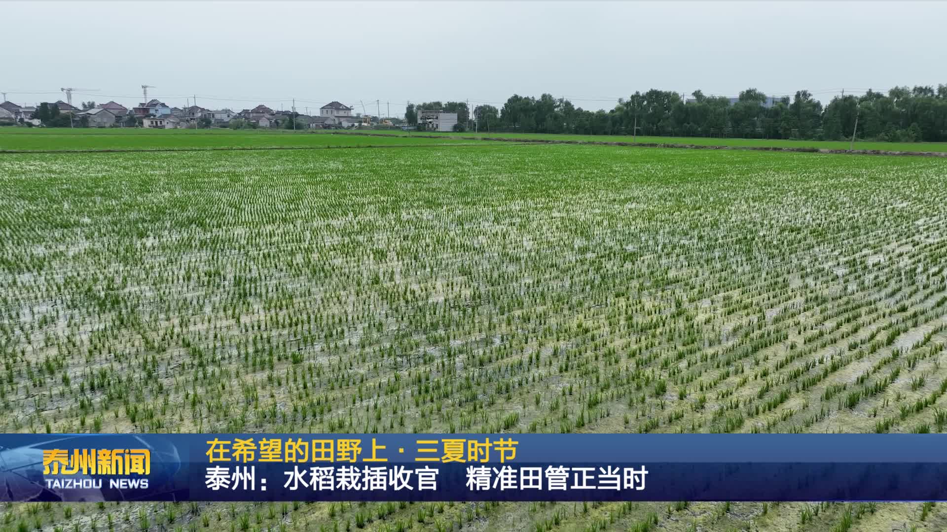 在希望的田野上·三夏时节  泰州：水稻栽插收官 精准田管正当时
